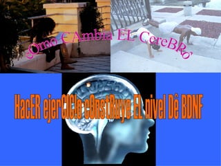 cOmo CAmbia EL CereBRô HacER ejerCIC!o cOnstRuye EL nivel Dê BDNF 