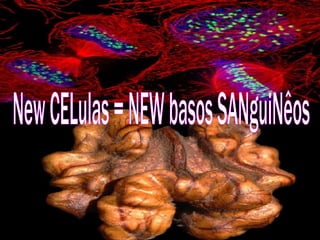New CELulas = NEW basos SANguiNêos 