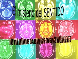 El misterio del SENTIDO 100 mil millones de neuronas crean CONOCIMIENTO 