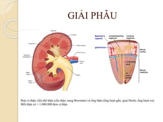 Lát cắt dọc thận  Sinh học 8  Hà Yến Linh  Trường THCS Lê Ngọc Hân  Mỹ  Tho  Dạy tốt  học tốt