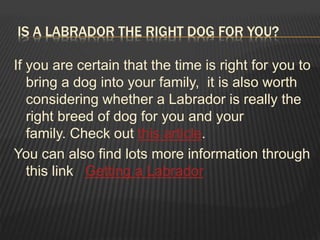 IS A LABRADOR THE RIGHT DOG FOR YOU?
If you are certain that the time is right for you to
bring a dog into your family, it is also worth
considering whether a Labrador is really the
right breed of dog for you and your
family. Check out this article.
You can also find lots more information through
this link Getting a Labrador
 