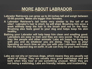 MORE ABOUT LABRADOR
Labrador Retrievers can grow up to 24 inches tall and weigh between
55-80 pounds. Males are bigger than females.
A Labrador Retriever's tail looks very similar to the tail of an
otter! Labrador's hair is short, he will shed. Brushing him once a
week willhelp keep the hair in the brush and not on the floor.
Brushing also feels good to your dog and helps keep his skin
healthy.
Bathing your Labrador will help keep him clean and smelling good.
Labradors are easy to train and they are very social. That means
they like people and other animals. Labs are happy to hang out
with you and do whatever you are doing. They love to play!
Spending as much time as you can with your Labrador will make
him the happiest dog on earth. A Lab can truly be your best friend.
Labs are not shy or nervous dogs, which means they are usually not
afraid of things. They are usually very good watchdogs and will
bark when they hear or see something unusual. When they are
not being a watchdog, Labs are friendly, reliable, and trustworthy.
 