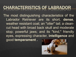 CHARACTERISTICS OF LABRADOR
The most distinguishing characteristics of the
Labrador Retriever are its short, dense,
weather resistant coat; an "otter" tail; a clean-
cut head with broad back skull and moderate
stop; powerful jaws; and its "kind," friendly
eyes, expressing character, intelligence and
good temperament .
 