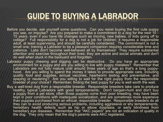 GUIDE TO BUYING A LABRADOR
Before you decide, ask yourself some questions. Can you resist buying the first cute puppy
you see, on impulse? Are you prepared to make a commitment to a dog for the next 10 -
15 years, even if you have life changes such as moving, new babies, or kids going off to
college? Full responsibility for a dog is not a job for children; it requires a responsible
adult, at least supervising, and should be carefully considered. The commitment is not a
small one; training a Labrador to be a pleasant companion requires considerable time and
patience. Labs don't become well-behaved all by themselves! They require substantial
attention and exercise throughout their lives; they are active and social animals and don't
do well when stuck in the backyard and forgotten.
Labrador puppy chewing and digging can be destructive. Do you have an appropriate
environment for a puppy and are you willing to live with puppy mistakes? Remember that
Labradors are not fully mature until around three years of age so that's a long puppy-
hood. Are you willing to spend the money it takes to provide appropriate care, including
quality food and supplies, annual vaccines, heartworm testing and preventative, and
spaying or neutering? Are you willing to wait for the right puppy from the responsible
breeder of your choice? Remember, finding the best puppy for you is well worth the wait.
Buy a well-bred dog from a responsible breeder. Responsible breeders take care to produce
healthy, typical Labradors with good temperaments. Don't bargain-hunt and don't buy
a puppy from a pet store; often those puppies come from poor breeding, may have been
kept in poor conditions with inadequate socialization, and are sometimes more expensive
than puppies purchased from an ethical, responsible breeder. Responsible breeders do all
they can to avoid producing serious problems, including aggressive or shy temperaments,
hereditary health defects such as hip or elbow dysplasia, or early blindness from
hereditary eye diseases. Remember that "AKC papers" are not an indication of quality in
the dog. They only mean that the dog's parents were AKC registered.
 