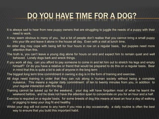 DO YOU HAVE TIME FOR A DOG?
It is always sad to hear from new puppy owners that are struggling to juggle the needs of a puppy with their
need to work.
It may seem obvious to many of you, but a lot of people don’t realise that you cannot bring a small puppy
into your life and leave it alone in the house all day. Even with a visit at lunch time.
An older dog may cope with being left for four hours in row on a regular basis, but puppies need more
attention than this.
The truth is, you can’t leave a young dog alone for hours on end and expect him to remain quiet and well
behaved. Lonely dogs bark and wreck things.
If you work all day, can you afford to pay someone to come in and let him out to stretch his legs and empty
himself? Or do you have a relative or friend that would be prepared to do this on a regular basis. Bear
in mind that this is quite a lot to ask of anyone in the long term
The biggest long term time commitment in owning a dog is in the form of training and exercise.
All dogs need training in order that they can rub along in human society without being a complete
nuisance. This means a regular daily commitment of ten to twenty minutes from you, in addition to
your regular interaction with the dog.
Training cannot be saved up for the weekend, your dog will have forgotten most of what he learnt the
weekend before, and he does not have the attention span to concentrate on you for an hour and a half.
Exercise is required on a regular basis, for some breeds of dog this means at least an hour a day of walking
or jogging to keep your dog fit and healthy.
Whilst your dog will not come to any harm if you miss a day occasionally, a daily routine is often the best
way to ensure that you build this important habit.
 