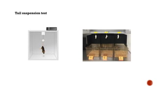 Tail suspension test
 