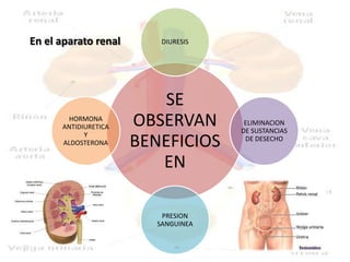 En el aparato renal       DIURESIS




                         SE
       HORMONA
      ANTIDIURETICA   OBSERVAN        ELIMINACION
                                     DE SUSTANCIAS
            Y
      ALDOSTERONA     BENEFICIOS      DE DESECHO


                         EN

                          PRESION
                         SANGUINEA
 