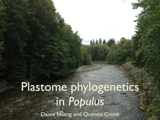 Plastome phylogenetics
in Populus
Daisie Huang and Quentin Cronk

 