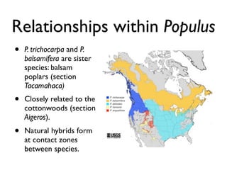 Relationships within Populus
•

P. trichocarpa and P.
balsamifera are sister
species: balsam
poplars (section
Tacamahaca)
...