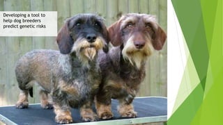 Developing a tool to
help dog breeders
predict genetic risks
 