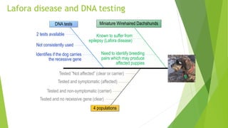 DNA tests Miniature Wirehaired Dachshunds
4 populations
2 tests available
Not consistently used
Tested and no recessive gene (clear)
Tested and non-symptomatic (carrier)
Known to suffer from
epilepsy (Lafora disease)
Need to identify breeding
pairs which may produce
affected puppies
Tested and symptomatic (affected)
Tested ”Not affected” (clear or carrier)
Identifies if the dog carries
the recessive gene
Lafora disease and DNA testing
 