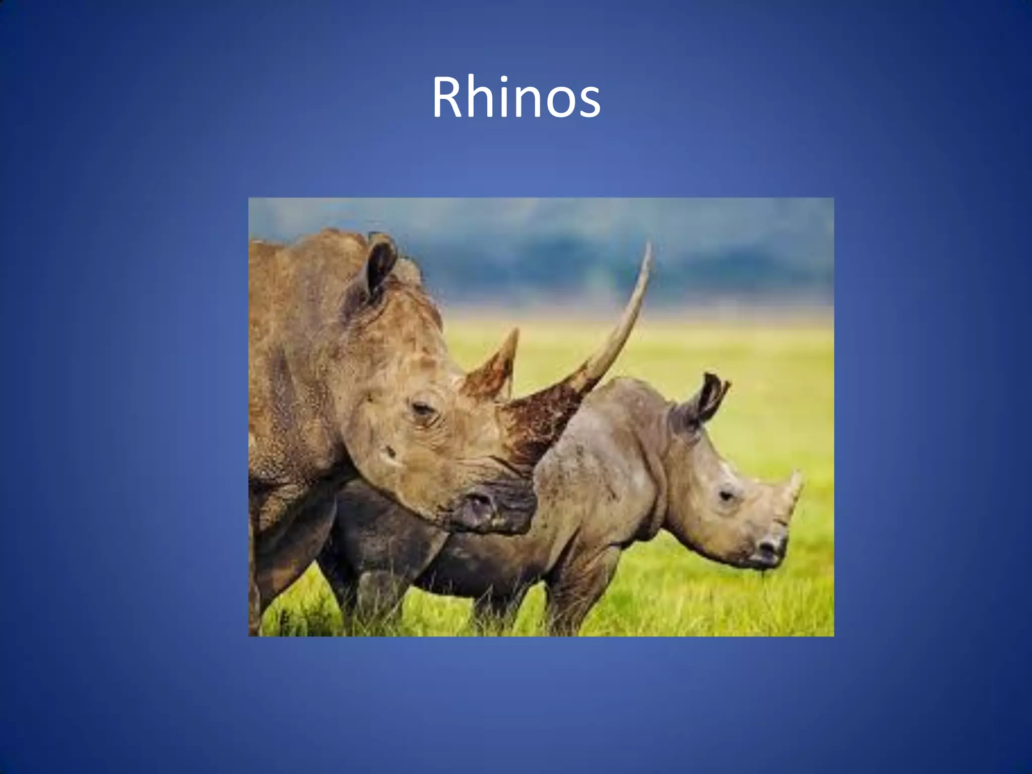 Rhinos
 