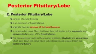 Posterior Pituitary/Lobe
2. Posterior Pituitary/Lobe
consists of neural tissue &
is an extension of hypothalamus.
originate from an outgrow of the hypothalamus
is composed of nerve fibers that have their cell bodies in the supraoptic and
paraventricular nuclei of the hypothalamus.
The neurosecretory cells in these nuclei synthesize Oxytocin and Vasopressin
which pass down the nerve fibers to be stored in and released from the
posterior pituitary.
 