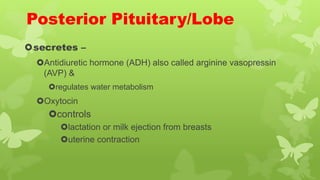 Posterior Pituitary/Lobe
secretes –
Antidiuretic hormone (ADH) also called arginine vasopressin
(AVP) &
regulates water metabolism
Oxytocin
controls
lactation or milk ejection from breasts
uterine contraction
 