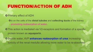 FUNCTION/ACTION OF ADH
Primary effect of ADH
is on the cells of the distal tubules and collecting ducts of the kidney
promoting reabsorption of water.
This action is mediated via V2-receptors and formation of a specific
protein known as aquaporin.
Beside water, AVP enhances reabsorption of urea increasing
tonicity of the renal medulla allowing more water to be re-absorbed.
 