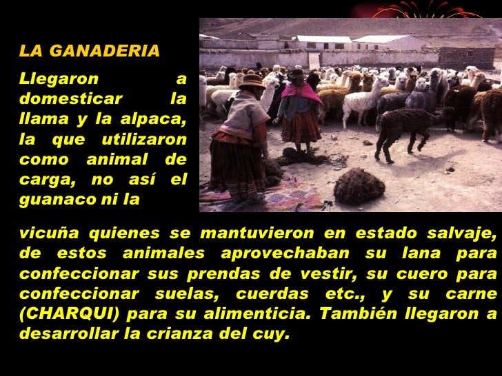 vicuÃ±a quienes se mantuvieron en estado salvaje, de estos animales aprovechaban su lana para confeccionar sus prendas de v...