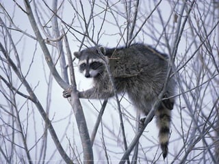 3/13/2014M2M Competence Center, Deutsche Telekom AG 20
This image or recording is the work of a U.S. Fish and Wildlife Service employee, taken or made during the course of an employee's official duties. As a work of the U.S. federal government, the image is in the public domain.
 