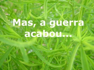 Mas, a guerra acabou... 