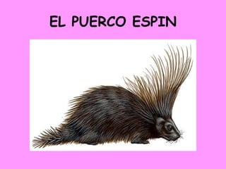 EL PUERCO ESPIN 