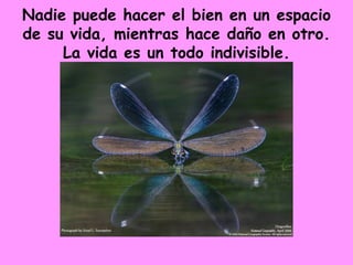 Nadie puede hacer el bien en un espacio de su vida, mientras hace daño en otro. La vida es un todo indivisible. 