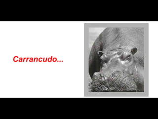 Carrancudo... 