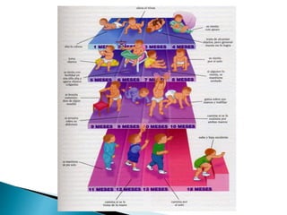 piaget y las etapas evolutivas