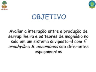 OBJETIVO

Avaliar a interação entre a produção de
serrapilheira e os teores de magnésio no
 solo em um sistema silvipastoril com E
urophylla e B. decumbens sob diferentes
              espaçamentos
 