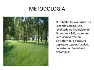 METODOLOGIA

       • O trabalho foi conduzido na
         Fazenda Campo Belo,
         localizada no Município de
         Dourados – MS, sobre um
         Latossolo Vermelho
         distroférrico, de textura
         argilosa e topografia plana
         coberto por Brachiaria
         decumbens.
 