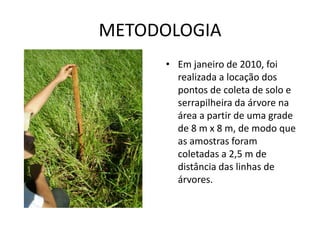 METODOLOGIA
      • Em janeiro de 2010, foi
        realizada a locação dos
        pontos de coleta de solo e
        serrapilheira da árvore na
        área a partir de uma grade
        de 8 m x 8 m, de modo que
        as amostras foram
        coletadas a 2,5 m de
        distância das linhas de
        árvores.
 
