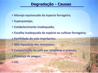 Degradação - Causas

• Manejo equivocado da éspecie forrageira;
• Superpastejo;
• Estabelecimento inadequado;
• Escolha inadequada da espécie ou cultivar forrageira;
• Fertilidade do solo impróprios;
• Não reposição dos nutrientes;
• Compactação do solo por máquinas e animais;
• Presença de pragas;
• etc.
 