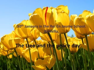 30th January in the Rei En Jaume School.
                 Xirivella.


The tree and the peace day
 