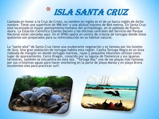 Llamada en honor a la Cruz de Cristo, su nombre en inglés es el de un barco inglés de dicho
nombre. Tiene una superficie de 986 km² y una altitud máxima de 864 metros. En Santa Cruz
está localizado el mayor asentamiento humano del archipiélago, en el poblado de Puerto
Ayora. La Estación Científica Charles Darwin y las oficinas centrales del Servicio del Parque
Nacional están ubicadas aquí. En el SPNG opera un centro de crianza de tortugas donde estos
quelonios son preparados para su reintroducción en su hábitat natural.
La “parte alta” de Santa Cruz tiene una exuberante vegetación y es famosa por los túneles
de lava. Una gran población de tortugas habita esta región. Caleta Tortuga Negra es un área
rodeada de manglar en donde tortugas marinas, rayas y pequeños tiburones utilizan como
lugar de apareamiento. Cerro Dragón, conocido por su laguna de flamencos y sus iguanas
terrestres, también se encuentra en esta isla. “Tortuga Bay” una de las playas más famosas
por sus cristalinas aguas para hacer snorkeling en la parte de playa Mansa y en playa Brava
excelentes olas para practicar surf.
* ISLA SANTA CRUZ
 