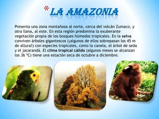 *LA AMAZONIA
Presenta una zona montañosa al norte, cerca del volcán Zumaco, y
otra llana, al este. En esta región predomina la exuberante
vegetación propia de los bosques húmedos tropicales. En la selva
conviven árboles gigantescos (¡algunos de ellos sobrepasan los 45 m
de altura!) con especies tropicales, como la canela, el árbol de seda
y el jacarandá. El clima tropical cálido (algunos meses se alcanzan
los 36 ºC) tiene una estación seca de octubre a diciembre.
 
