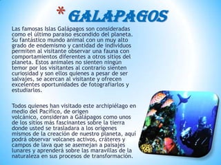 Las famosas Islas Galápagos son consideradas
como el último paraíso escondido del planeta.
Su fantástico mundo animal con un muy alto
grado de endemismo y cantidad de individuos
permiten al visitante observar una fauna con
comportamientos diferentes a otros sitios del
planeta. Estos animales no sienten ningún
temor por los visitantes al contrario sienten
curiosidad y son ellos quienes a pesar de ser
salvajes, se acercan al visitante y ofrecen
excelentes oportunidades de fotografiarlos y
estudiarlos.
Todos quienes han visitado este archipiélago en
medio del Pacífico, de origen
volcánico, consideran a Galápagos como unos
de los sitios más fascinantes sobre la tierra
donde usted se trasladara a los orígenes
mismos de la creación de nuestro planeta, aquí
podrá observar volcanes activos, cráteres y
campos de lava que se asemejan a paisajes
lunares y aprenderá sobre las maravillas de la
naturaleza en sus procesos de transformación.
*Galapagos
 