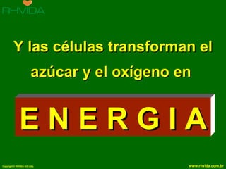 Y las células transforman el azúcar y el oxígeno en  E N E R G I A 
