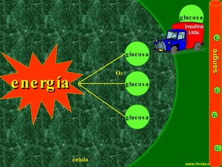 Copyright  © RHVIDA S/C Ltda. www.rhvida.com.br energía sangre G G G G celula glucosa glucosa glucosa O 2 glucosa Insulina Ltda. 