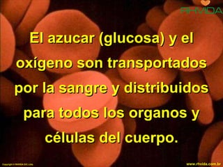 El azucar (glucosa) y el oxígeno son transportados por la sangre y distribuidos para todos los organos y células del cuerpo. Copyright  © RHVIDA S/C Ltda. www.rhvida.com.br 