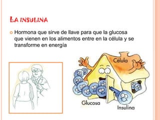 LA INSULINA
   Hormona que sirve de llave para que la glucosa
    que vienen en los alimentos entre en la célula y se
    transforme en energía
 
