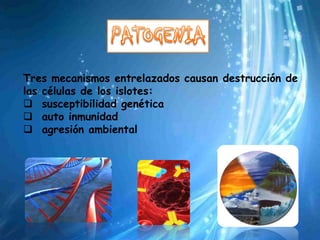 Tres mecanismos entrelazados causan destrucción de
las células de los islotes:
 susceptibilidad genética
 auto inmunidad
 agresión ambiental
 