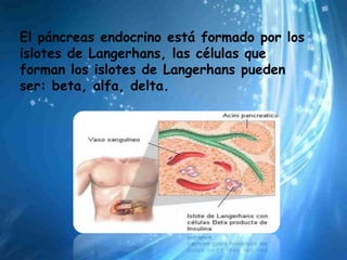 El páncreas endocrino está formado por los
islotes de Langerhans, las células que
forman los islotes de Langerhans pueden
ser: beta, alfa, delta.
 