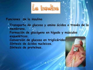 Funciones de la insulina
  Transporte de glucosa y amino ácidos a través de la
  membrana.
  Formación de glucógeno en hígado y músculos
  esqueléticos.
  Conversión de glucosa en triglicéridos.
  Síntesis de ácidos nucleicos.
  Síntesis de proteínas.
 