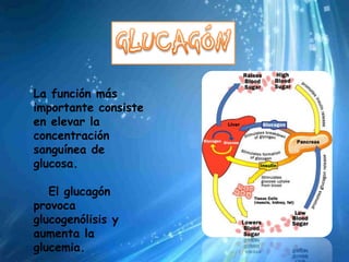 La función más
importante consiste
en elevar la
concentración
sanguínea de
glucosa.

   El glucagón
provoca
glucogenólisis y
aumenta la
glucemia.
 