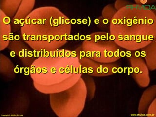 O açúcar (glicose) e o oxigênio são transportados pelo sangue e distribuídos para todos os órgãos e células do corpo. Copyright  © RHVIDA S/C Ltda. www.rhvida.com.br 