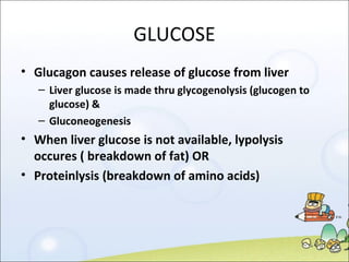 GLUCOSE Glucagon causes release of glucose from liver Liver glucose is made thru glycogenolysis (glucogen to glucose) & Gluconeogenesis When liver glucose is not available, lypolysis occures ( breakdown of fat) OR Proteinlysis (breakdown of amino acids) 