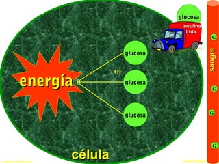 Copyright © RHVIDA S/C Ltda. www.rhvida.com.brCopyright © RHVIDA S/C Ltda. www.rhvida.com.br
energíaenergía glucosa
glucosa
glucosa
OO22
sangresangre
G
G
G
G
célulacélula
glucosa
InsulinaInsulina
Ltda.Ltda.
 