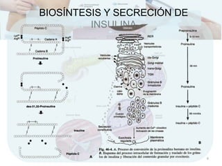 BIOSÍNTESIS Y SECRECIÓN DE
INSULINA
6
 