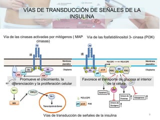 Vías de transducción de señales de la insulina
Vía de las cinasas activadas por mitógenos ( MAP
cinasas)
Vía de las fosfatidilinositol 3- cinasa (PI3K)
VÍAS DE TRANSDUCCIÓN DE SEÑALES DE LA
INSULINA
Promueve el crecimiento, la
diferenciación y la proliferación celular
Favorece el transporte de glucosa al interior
de la célula
9
 