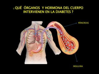 ¿ QUÉ ÓRGANOS Y HORMONA DEL CUERPO
INTERVIENEN EN LA DIABETES ?
PÁNCREAS
INSULINA
 