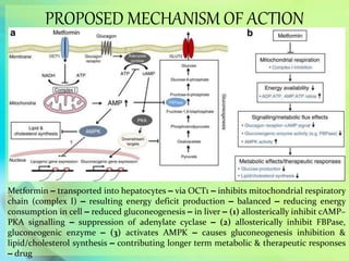PROPOSED MECHANISM OF ACTION
Metformin – transported into hepatocytes – via OCT1 – inhibits mitochondrial respiratory
chain (complex I) – resulting energy deficit production – balanced – reducing energy
consumption in cell – reduced gluconeogenesis – in liver – (1) allosterically inhibit cAMP–
PKA signalling – suppression of adenylate cyclase – (2) allosterically inhibit FBPase,
gluconeogenic enzyme – (3) activates AMPK – causes gluconeogenesis inhibition &
lipid/cholesterol synthesis – contributing longer term metabolic & therapeutic responses
– drug
 