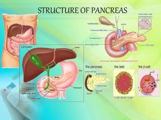 STRUCTURE OF PANCREAS
 